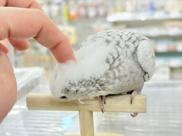 オカメインコ