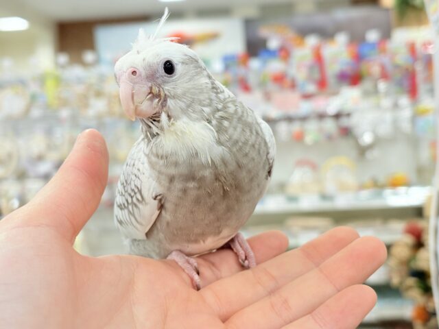 オカメインコ