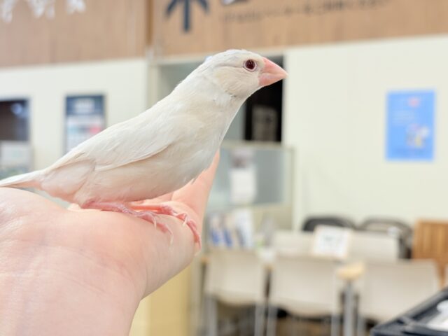 シルバーイノ文鳥