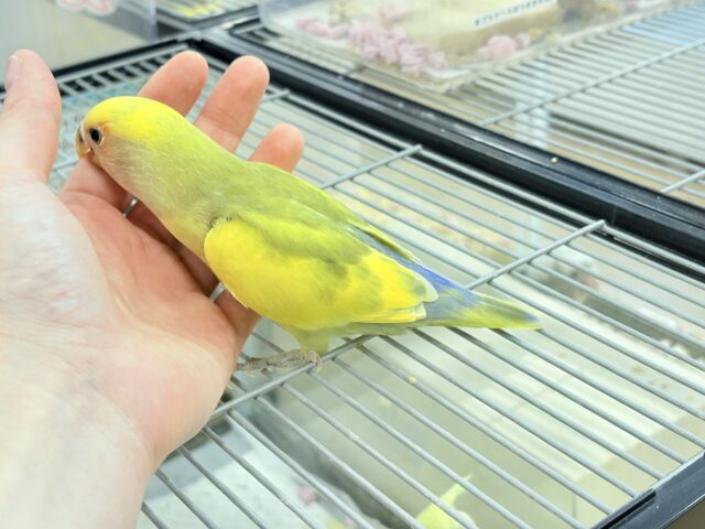 コザクラインコ（小桜インコ）