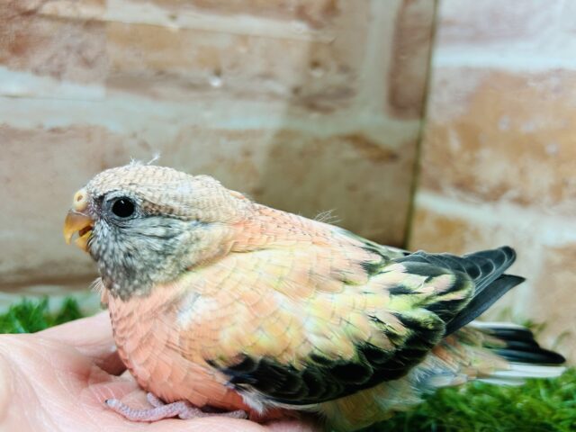 アキクサインコ（秋草インコ）