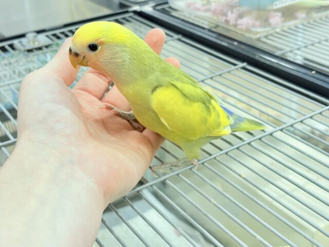 コザクラインコ（小桜インコ）