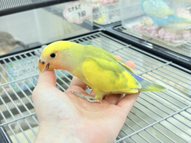 コザクラインコ（小桜インコ）