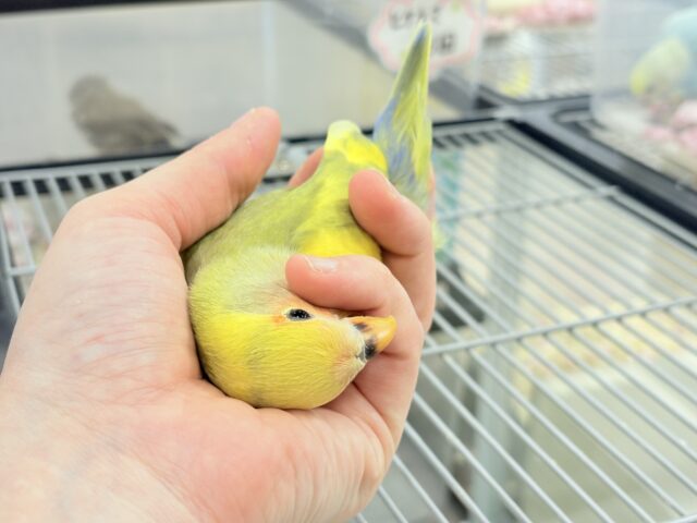 コザクラインコ（小桜インコ）