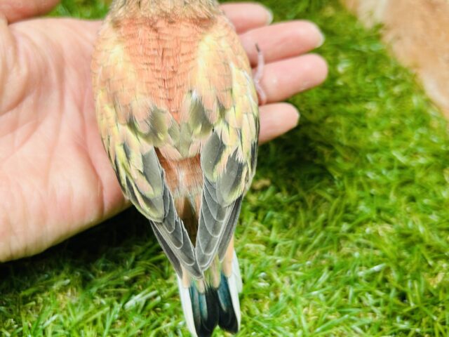 アキクサインコ（秋草インコ）