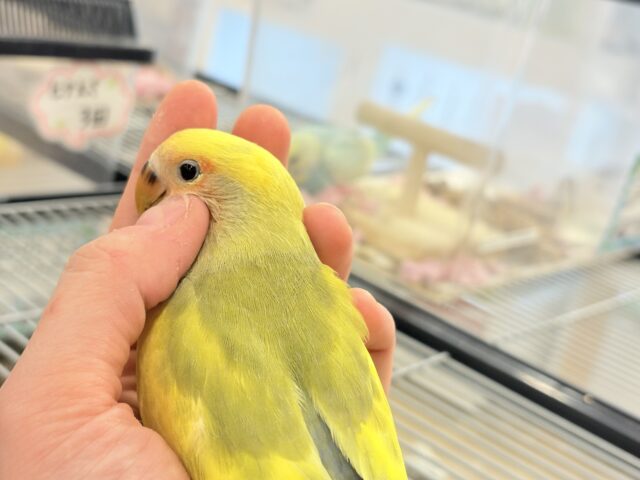 コザクラインコ（小桜インコ）
