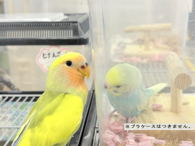コザクラインコ（小桜インコ）