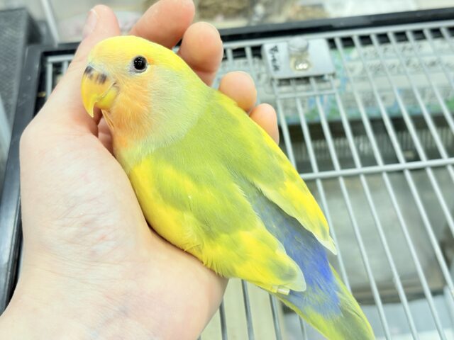 コザクラインコ（小桜インコ）