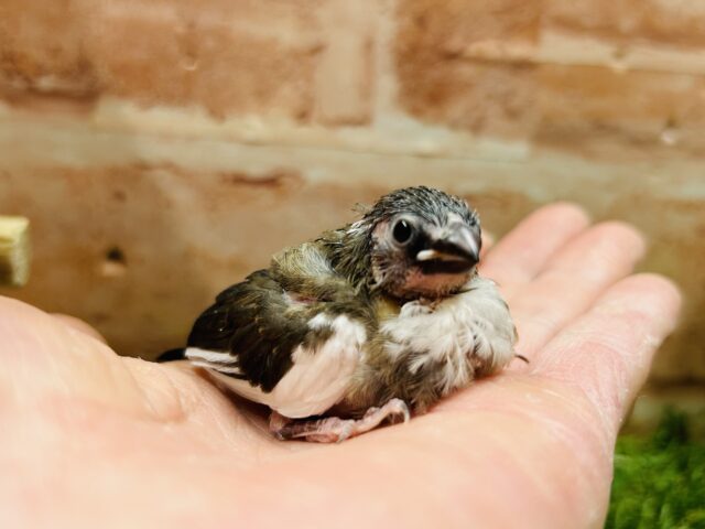 十姉妹（ジュウシマツ）