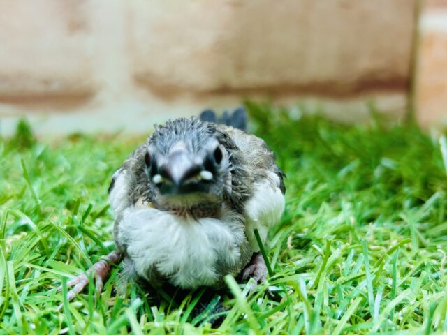 十姉妹（ジュウシマツ）