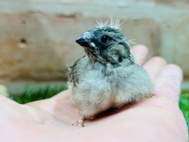 錦花鳥（キンカチョウ）