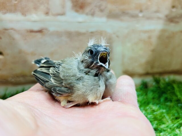 錦花鳥（キンカチョウ）