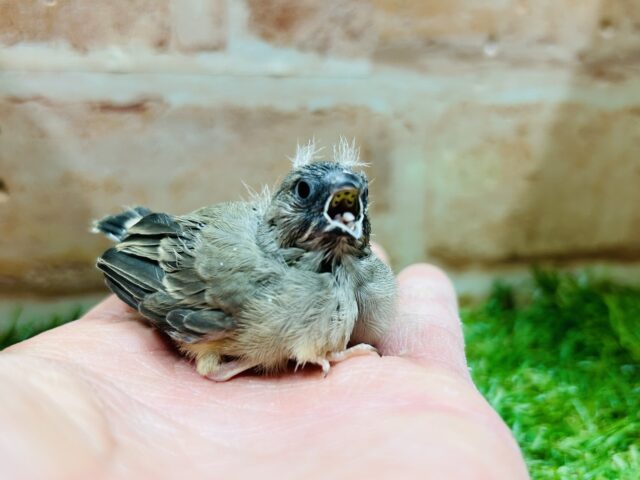 錦花鳥（キンカチョウ）