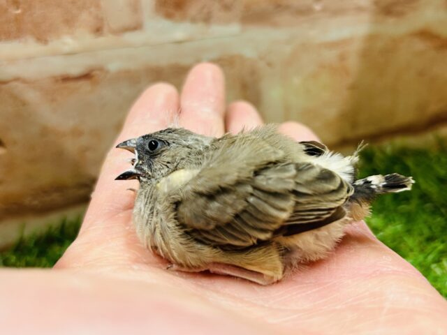 錦花鳥（キンカチョウ）