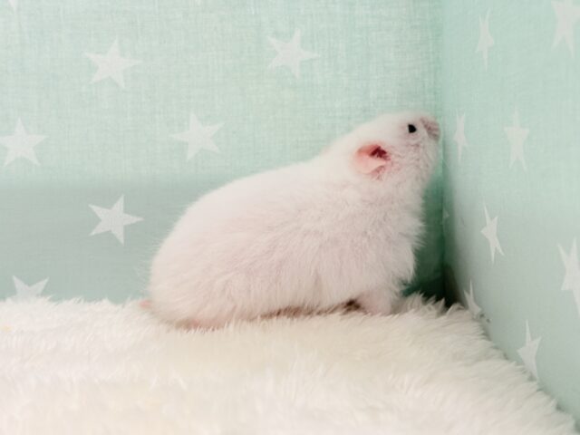 ゴールデンハムスター