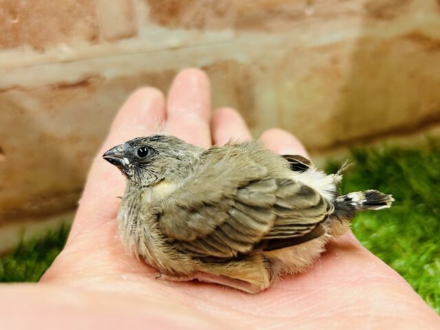 錦花鳥（キンカチョウ）