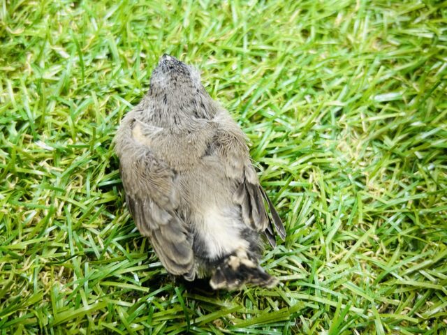 錦花鳥（キンカチョウ）