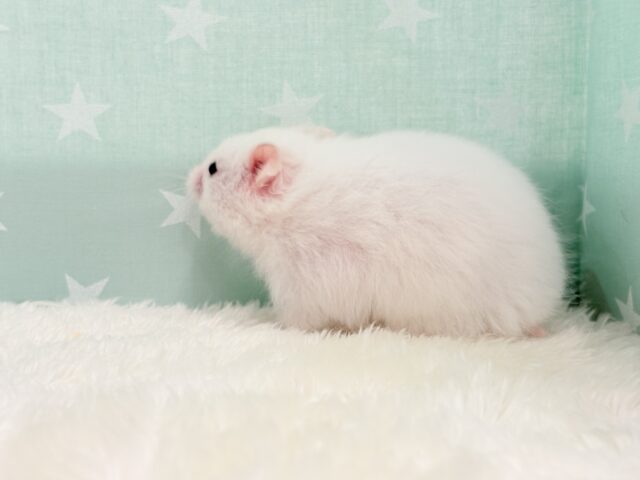 ゴールデンハムスター