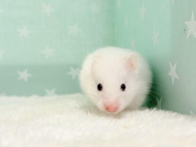 ゴールデンハムスター