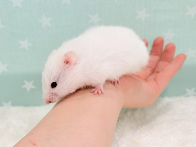 ゴールデンハムスター