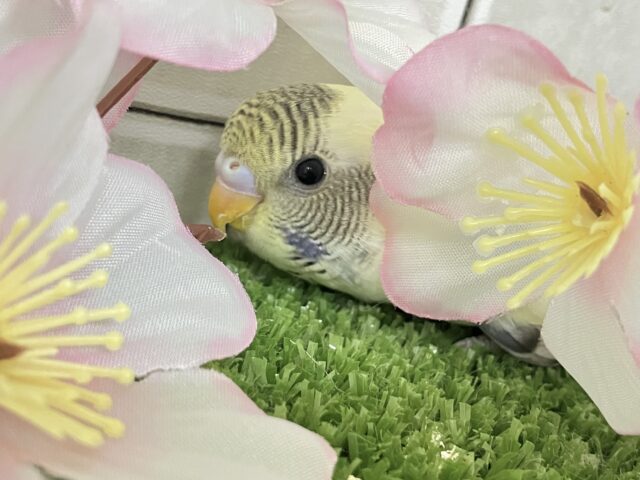 セキセイインコ