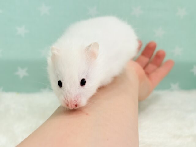 ゴールデンハムスター