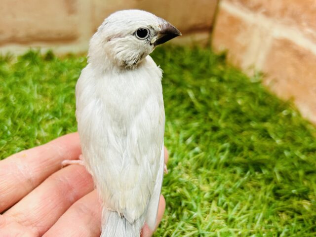 シルバー文鳥