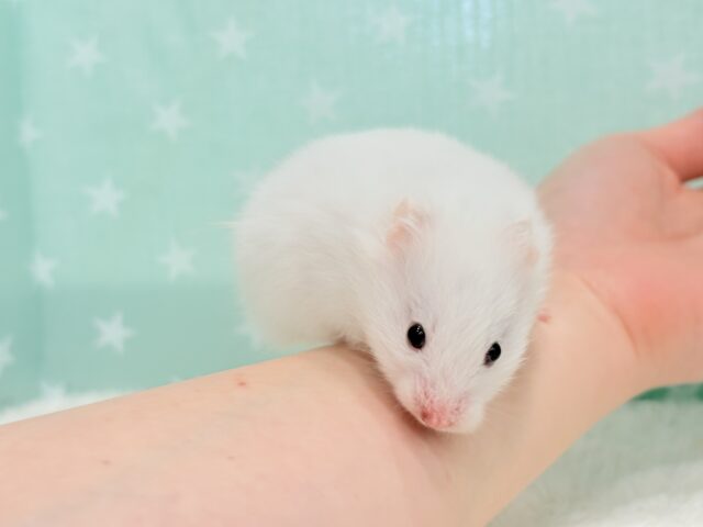 ゴールデンハムスター