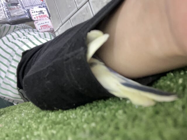 セキセイインコ