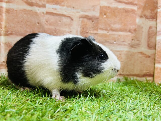 イングリッシュモルモット