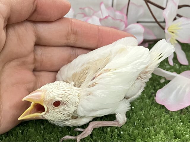 アルビノ文鳥