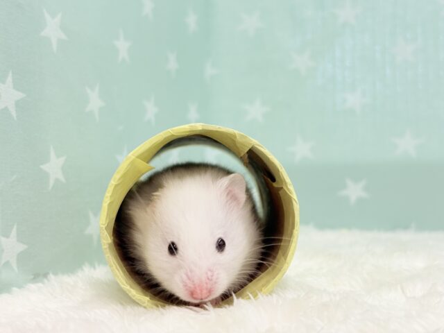 ゴールデンハムスター