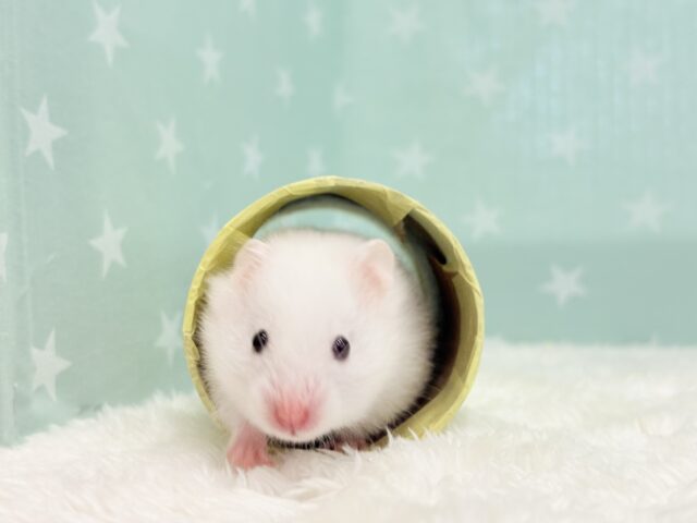 ゴールデンハムスター
