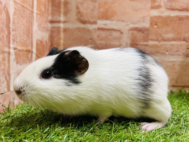 イングリッシュモルモット