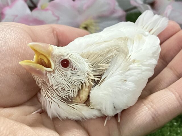 アルビノ文鳥