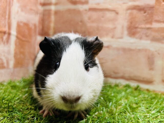 イングリッシュモルモット