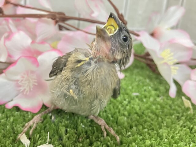 ヨーロッパ十姉妹