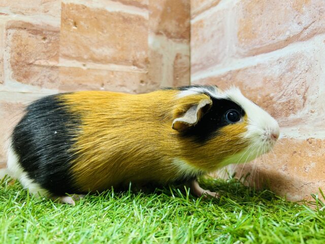 クレステッドモルモット