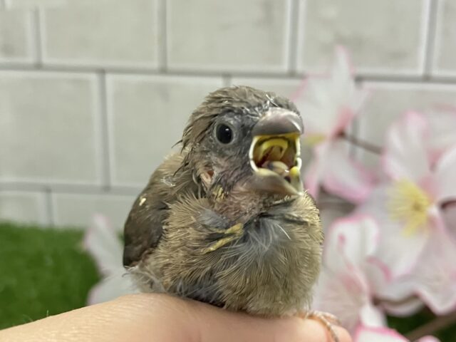 ヨーロッパ十姉妹