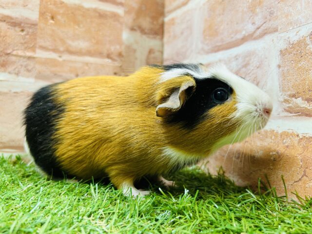 クレステッドモルモット