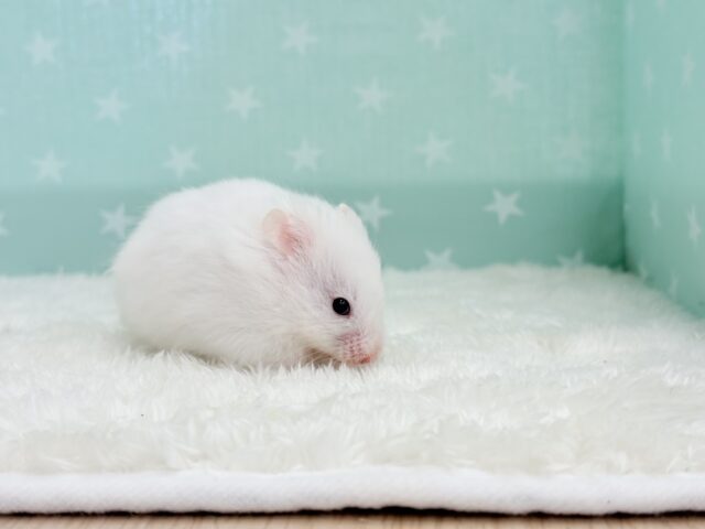 ゴールデンハムスター