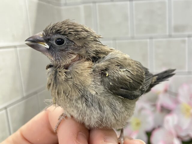 ヨーロッパ十姉妹