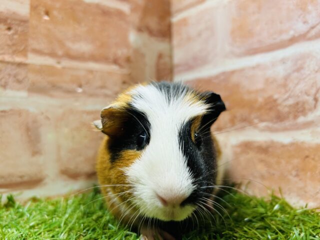 クレステッドモルモット