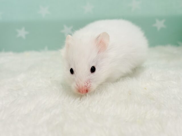 ゴールデンハムスター