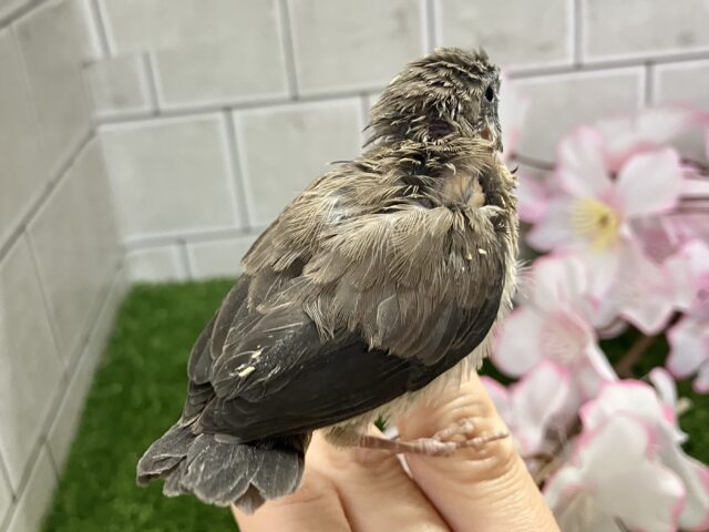 ヨーロッパ十姉妹