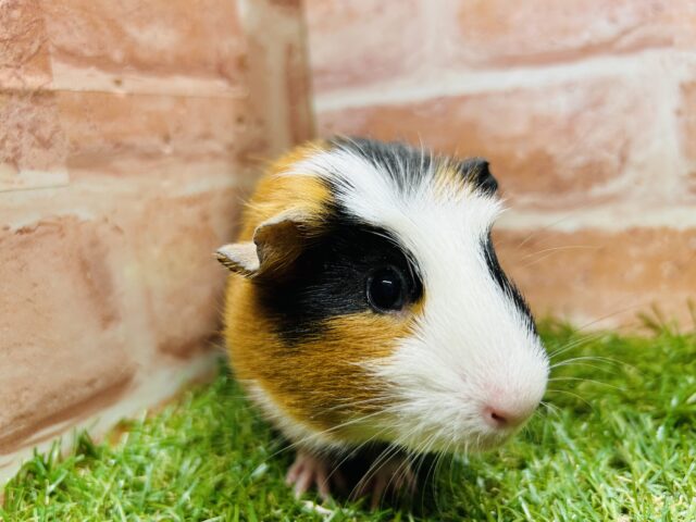 クレステッドモルモット