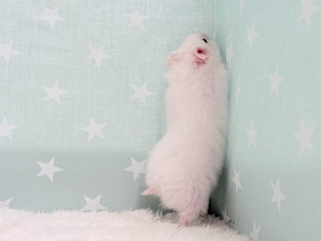 ゴールデンハムスター