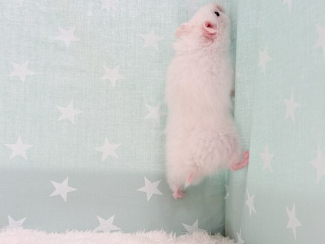 ゴールデンハムスター