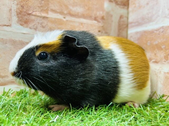 クレステッドモルモット