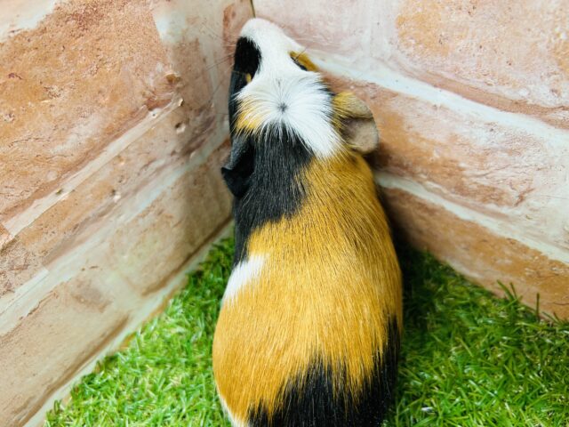 クレステッドモルモット